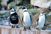Surf firm creates new wetsuit for bald penguin Ralph, Marwell Wildlife, Winchester, Hampshire, Britain - 11 Jan 2013