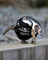 Surf firm creates new wetsuit for bald penguin Ralph, Marwell Wildlife, Winchester, Hampshire, Britain - 11 Jan 2013