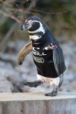 Surf firm creates new wetsuit for bald penguin Ralph, Marwell Wildlife, Winchester, Hampshire, Britain - 11 Jan 2013