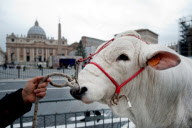 Blessing of animals on the Day of St Antonio Abate, St Peter's Square, Rome, Italy - 17 Jan 2013
