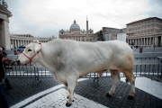 Blessing of animals on the Day of St Antonio Abate, St Peter's Square, Rome, Italy - 17 Jan 2013