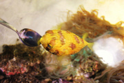 Billy the puffer fish is spitting water at staffto Tynemouth