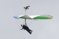 Sea eagle hitches a lift on a hang glider, Sydney, Australia - 26 Dec 2012