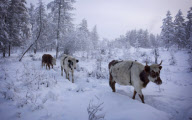 Village of Oymyakon, which is considered to be the coldest permanently inhabited settlement in the world, Russia - Jan 2013