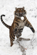 Sumatran tiger at Dudley Zoological Gardens catching a snowball, Dudley, West Midlands, Britain - 22 Jan 2013