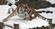 Sumatran tiger at Dudley Zoological Gardens catching a snowball, Dudley, West Midlands, Britain - 22 Jan 2013