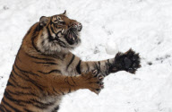 Sumatran tiger at Dudley Zoological Gardens catching a snowball, Dudley, West Midlands, Britain - 22 Jan 2013