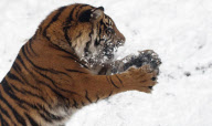 Sumatran tiger at Dudley Zoological Gardens catching a snowball, Dudley, West Midlands, Britain - 22 Jan 2013