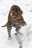 Sumatran tiger at Dudley Zoological Gardens catching a snowball, Dudley, West Midlands, Britain - 22 Jan 2013