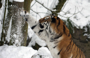 Sumatran tiger at Dudley Zoological Gardens catching a snowball, Dudley, West Midlands, Britain - 22 Jan 2013