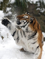 Sumatran tiger at Dudley Zoological Gardens catching a snowball, Dudley, West Midlands, Britain - 22 Jan 2013