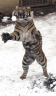 Sumatran tiger at Dudley Zoological Gardens catching a snowball, Dudley, West Midlands, Britain - 22 Jan 2013