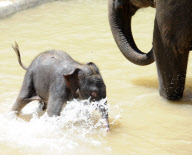 Mother elephant and newborn baby go for a swim to beat the heat, Melbourne Zoo, Australia - 24 Jan 2013