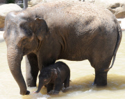 Mother elephant and newborn baby go for a swim to beat the heat, Melbourne Zoo, Australia - 24 Jan 2013