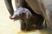 Mother elephant and newborn baby go for a swim to beat the heat, Melbourne Zoo, Australia - 24 Jan 2013