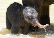 Mother elephant and newborn baby go for a swim to beat the heat, Melbourne Zoo, Australia - 24 Jan 2013