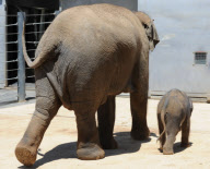 Mother elephant and newborn baby go for a swim to beat the heat, Melbourne Zoo, Australia - 24 Jan 2013