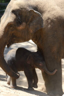 Mother elephant and newborn baby go for a swim to beat the heat, Melbourne Zoo, Australia - 24 Jan 2013