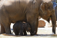 Mother elephant and newborn baby go for a swim to beat the heat, Melbourne Zoo, Australia - 24 Jan 2013