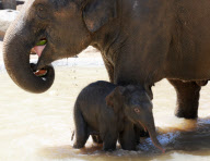 Mother elephant and newborn baby go for a swim to beat the heat, Melbourne Zoo, Australia - 24 Jan 2013