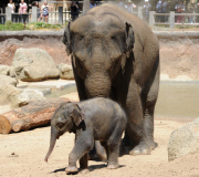 Mother elephant and newborn baby go for a swim to beat the heat, Melbourne Zoo, Australia - 24 Jan 2013