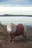 Shetland Ponies wearing sweaters, Scotland - 25 Jan 2013
