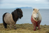 Shetland Ponies wearing sweaters, Scotland - 25 Jan 2013