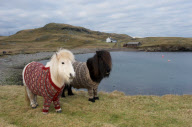 Shetland Ponies wearing sweaters, Scotland - 25 Jan 2013
