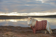 Shetland Ponies wearing sweaters, Scotland - 25 Jan 2013