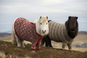 Shetland Ponies wearing sweaters, Scotland - 25 Jan 2013