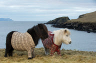 Shetland Ponies wearing sweaters, Scotland - 25 Jan 2013