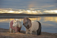 Shetland Ponies wearing sweaters, Scotland - 25 Jan 2013
