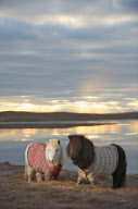 Shetland Ponies wearing sweaters, Scotland - 25 Jan 2013