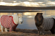 Shetland Ponies wearing sweaters, Scotland - 25 Jan 2013