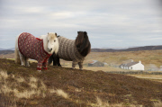 Shetland Ponies wearing sweaters, Scotland - 25 Jan 2013