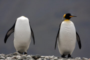 King penguins appear headless, St. Andrews Bay, South Georgia