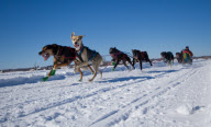 International Lanaudiere dog sledding race, Lanaudiere, Canada - 27 Jan 2013