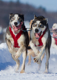 International Lanaudiere dog sledding race, Lanaudiere, Canada - 27 Jan 2013