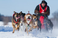 International Lanaudiere dog sledding race, Lanaudiere, Canada - 27 Jan 2013