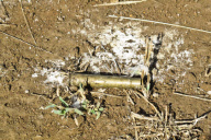 Rhino carcass found in Kruger Park, South Africa - 05 Apr 2012
