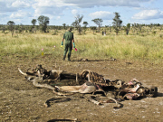 Rhino carcass found in Kruger Park, South Africa - 05 Apr 2012