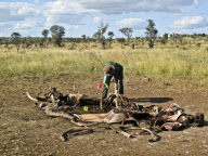 Rhino carcass found in Kruger Park, South Africa - 05 Apr 2012