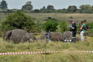 Four rhino's poached and dehorned in Lalibela Game Reserve, Grahamstown, Port Elizabeth, South Africa - 26 Sep 2012