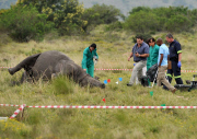Four rhino's poached and dehorned in Lalibela Game Reserve, Grahamstown, Port Elizabeth, South Africa - 26 Sep 2012