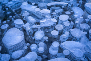Incredible images of ice bubbles, Abraham Lake, Canada - 28 Jan 2013