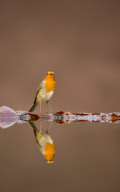 Birds reflected in pools of water, Worcestershire, Britain - 2013