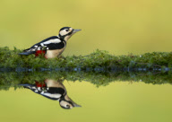 Birds reflected in pools of water, Worcestershire, Britain - 2013