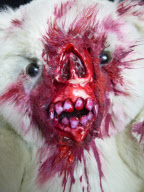 UndeadTeds zombie Teddy bears by Phillip Blackman, Ipswich, Suffolk, Britain - 01 Feb 2013