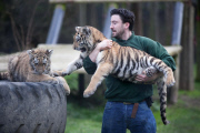Rare five-month-old Siberian tigers make public debut at Howletts Wild Animal Park, Canterbury, Kent, Britain - 04 Feb 2013
