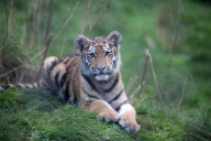 Rare five-month-old Siberian tigers make public debut at Howletts Wild Animal Park, Canterbury, Kent, Britain - 04 Feb 2013